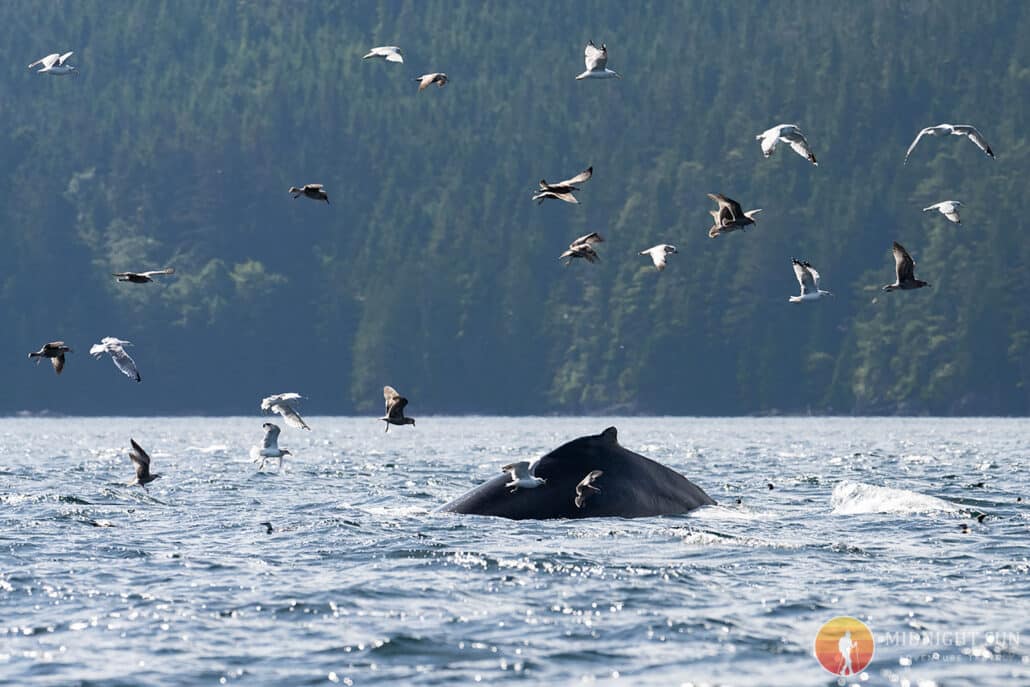 Humpback Whale 1 – Johnstone Strait (1)