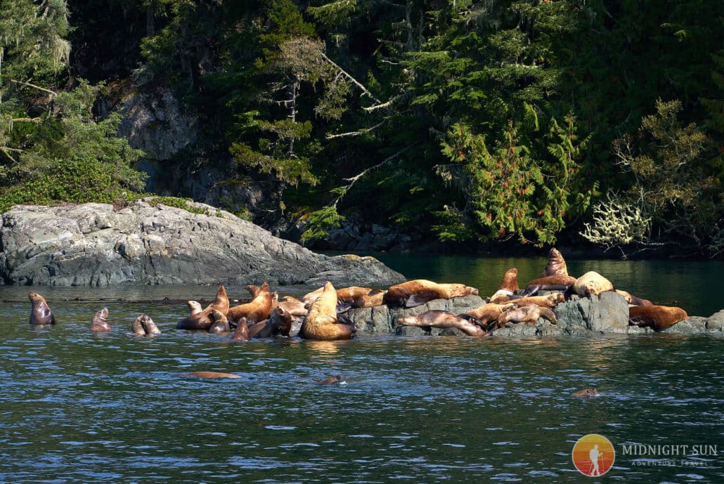Steller Sea Lions 1- Johnstone Strait (1)