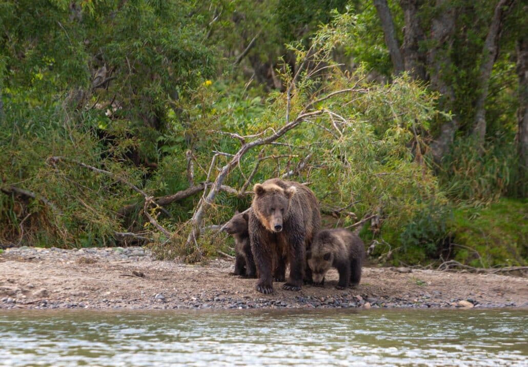 Grizzly bears on orcas and grizzlies tour