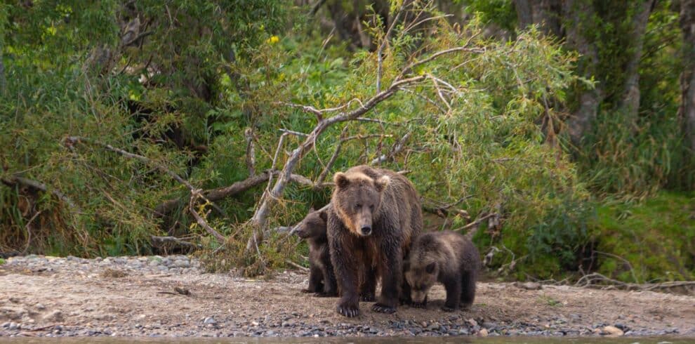 Grizzly bears on orcas and grizzlies tour